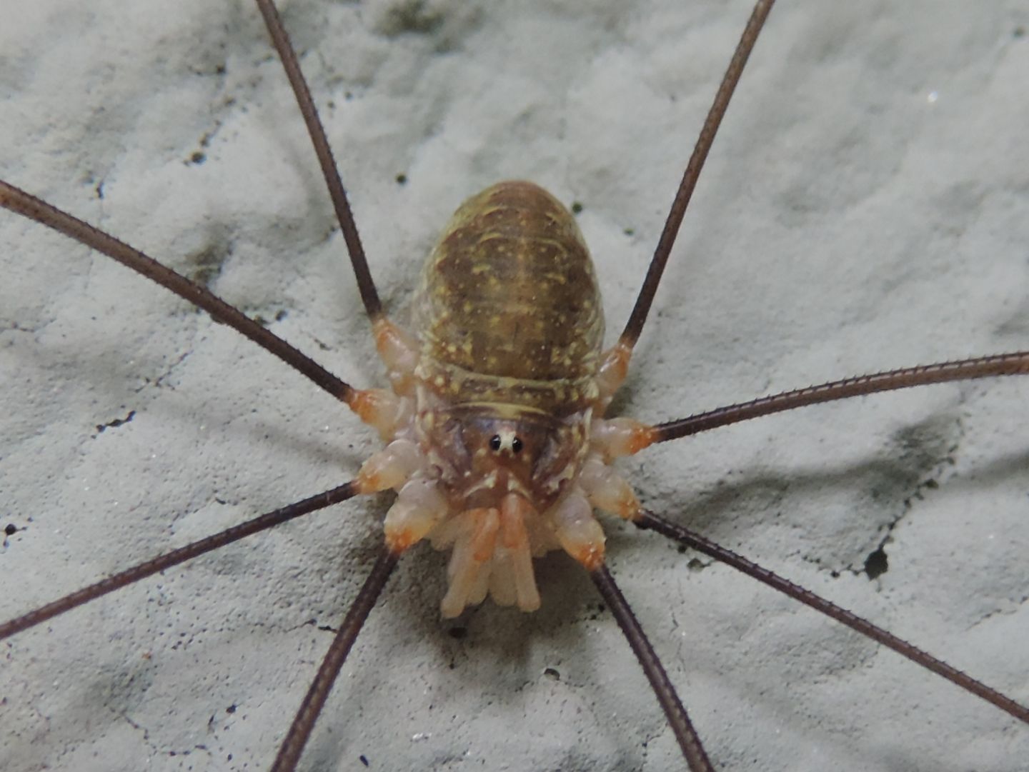 Opilio canestrinii (Phalangiidae)