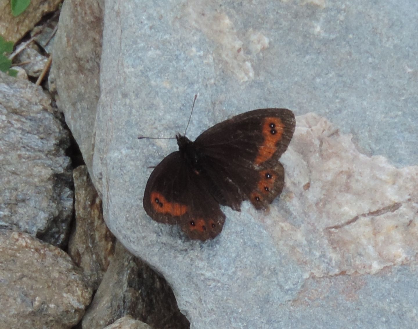 Erebia dromus ed Erebia neoridas - Nymphalidae