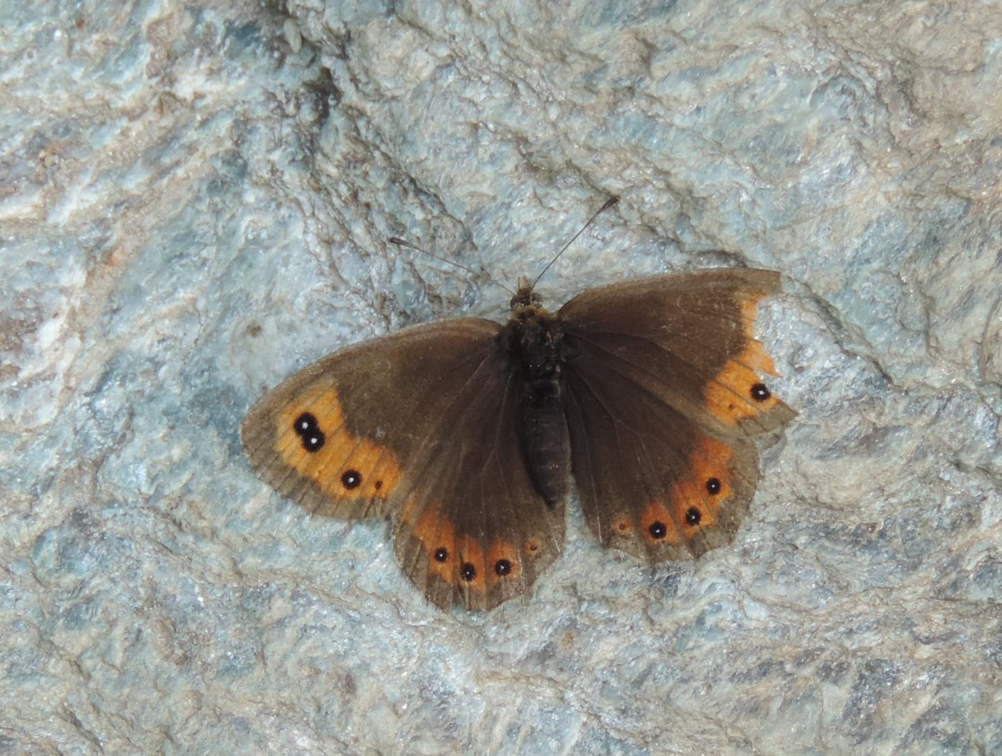 Erebia cfr. montana ed Erebia neoridas - Nymphalidae