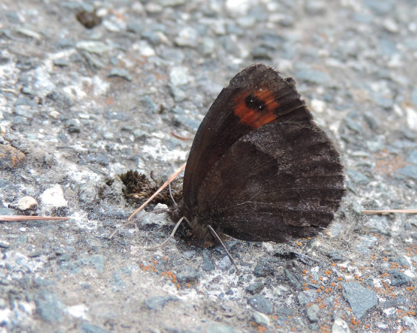 Erebia cfr. montana ed Erebia neoridas - Nymphalidae
