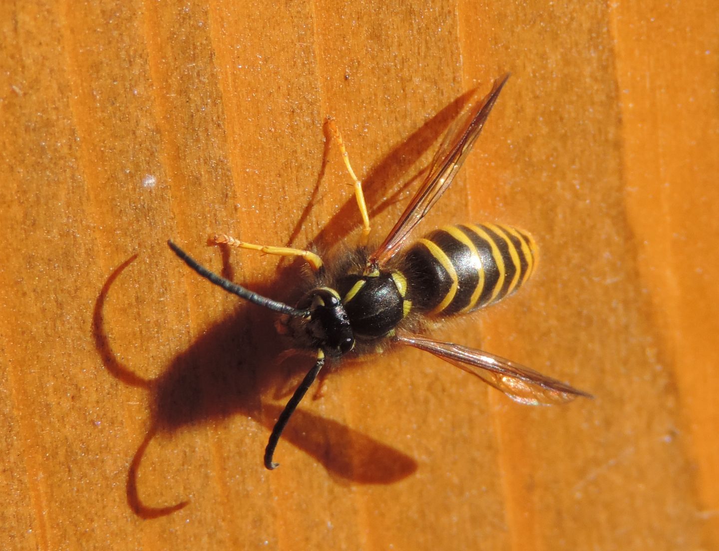 Vespula 