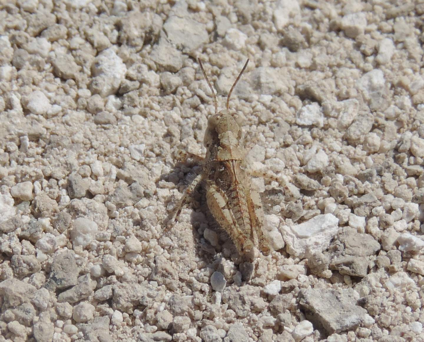 Neanide di Sphingonotus?  No, di Acrotylus sp.