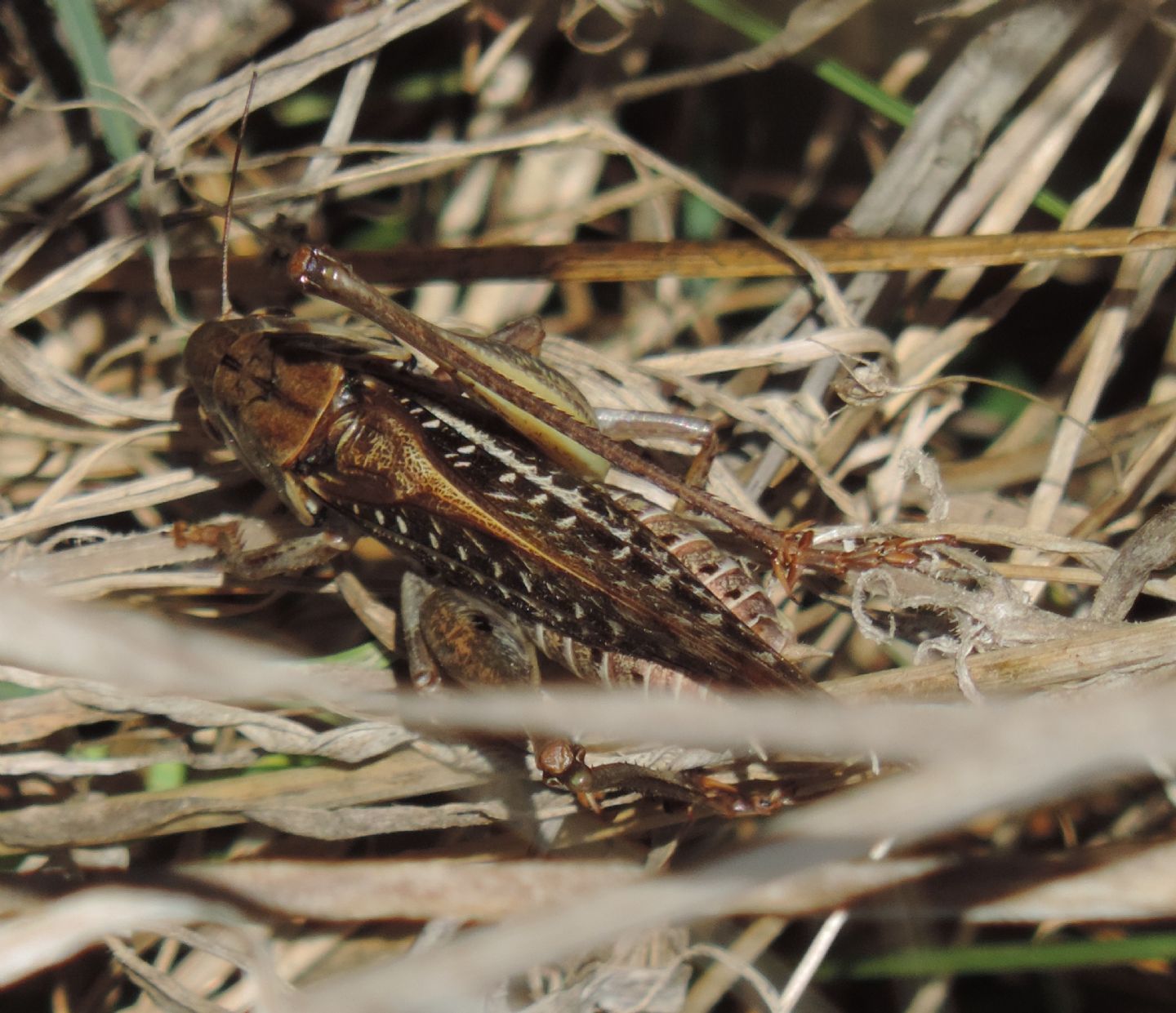 Decticus albifrons?  S !