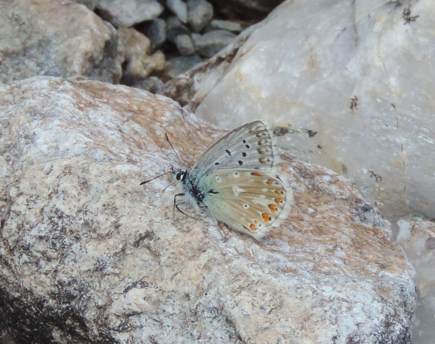 Polyommatus coridon?