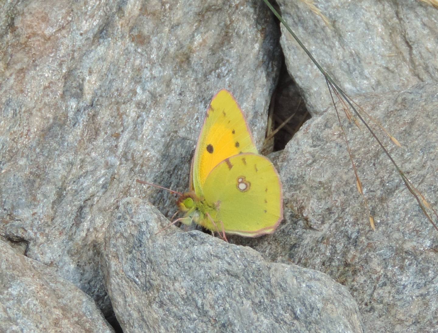 Colias crocea?