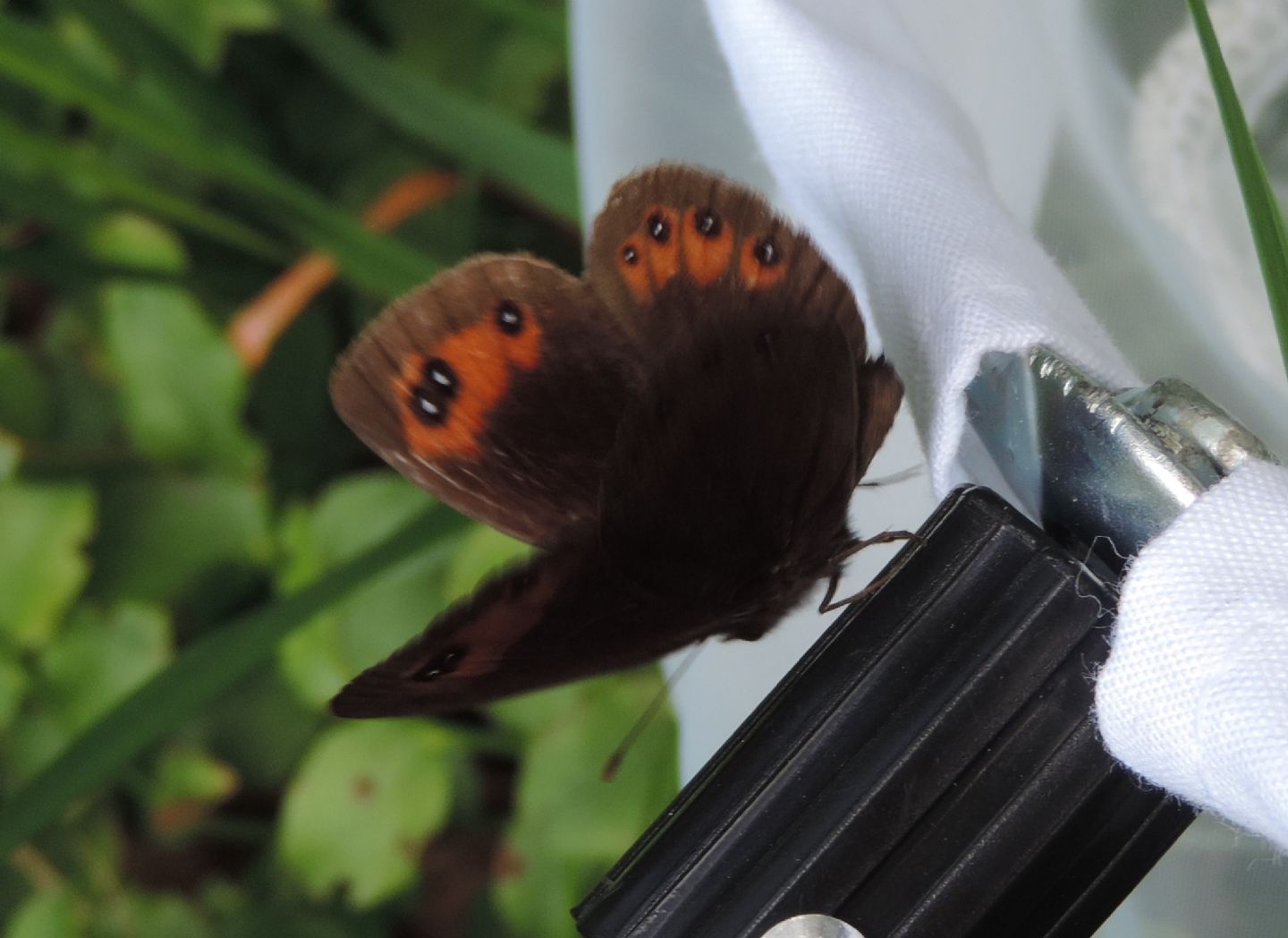 Erebia meolans? S !