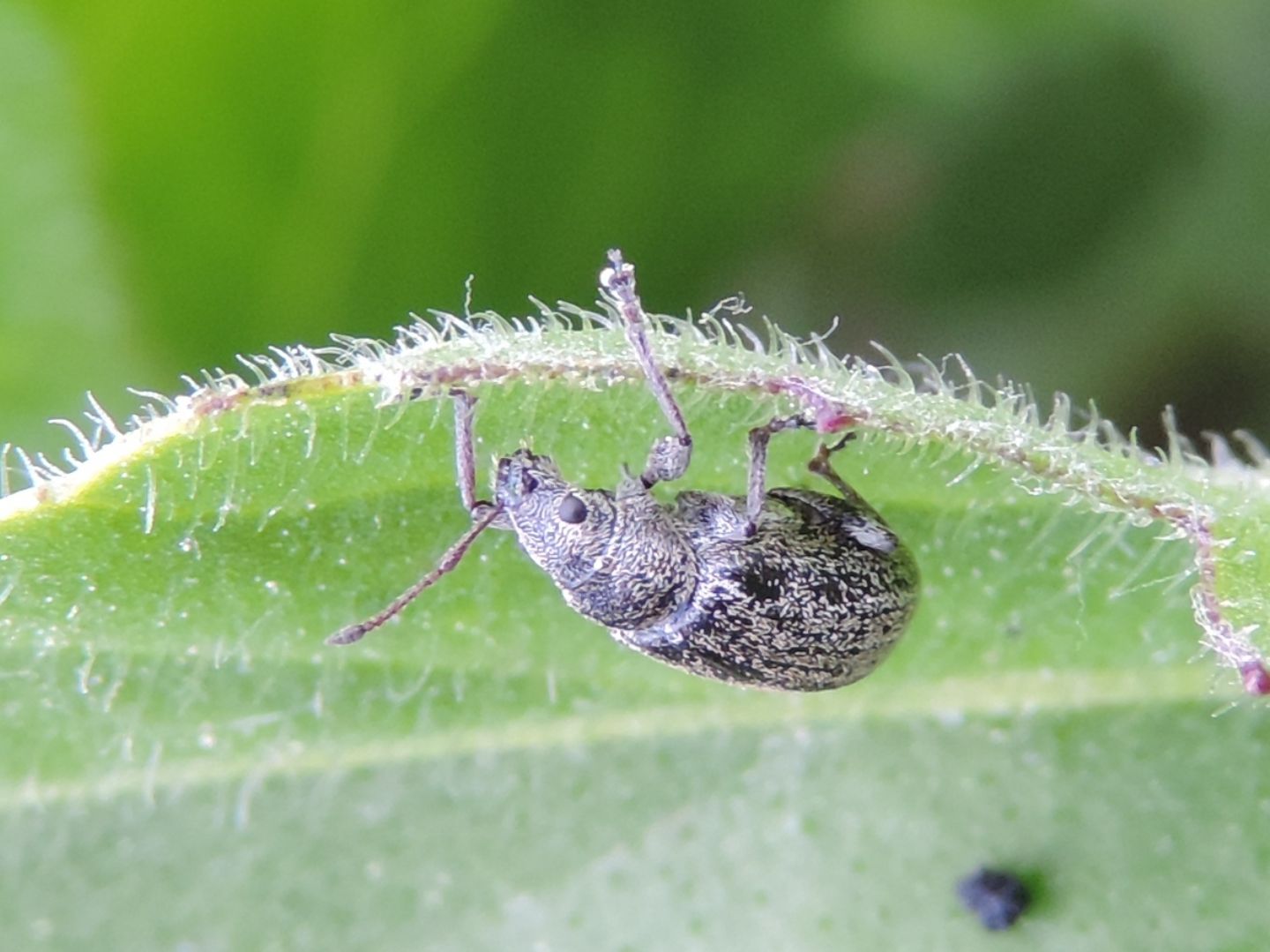 Curculionidae: Phyllobius pyri