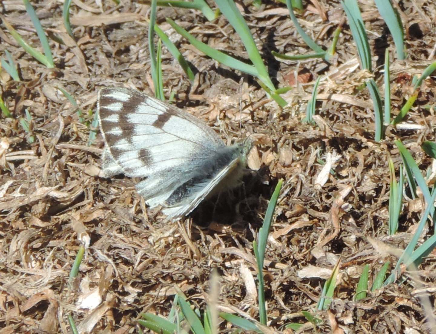 Pieridae: Euchloe simplonia? No, Pontia callidice, femmina