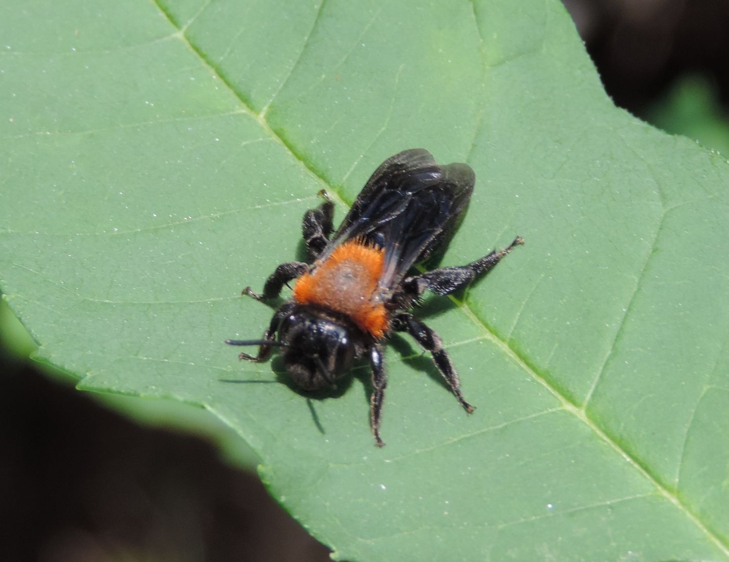 Andrena thoracica?  S, femmina