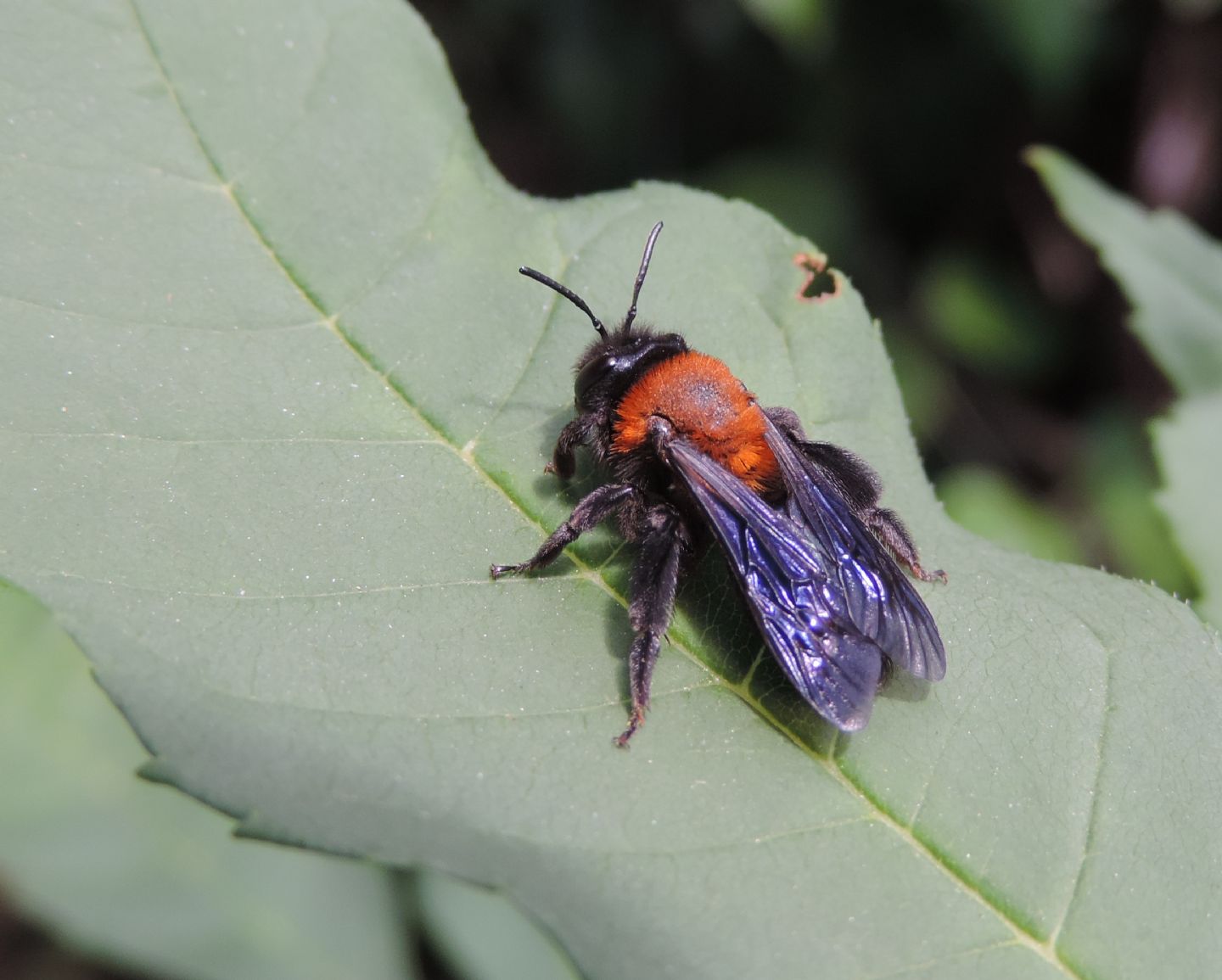 Andrena thoracica?  S, femmina