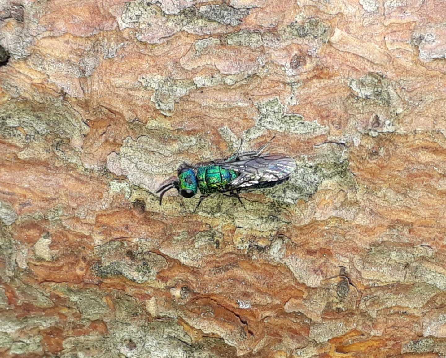 Chrysididae da identificare: Trichrysis cyanea