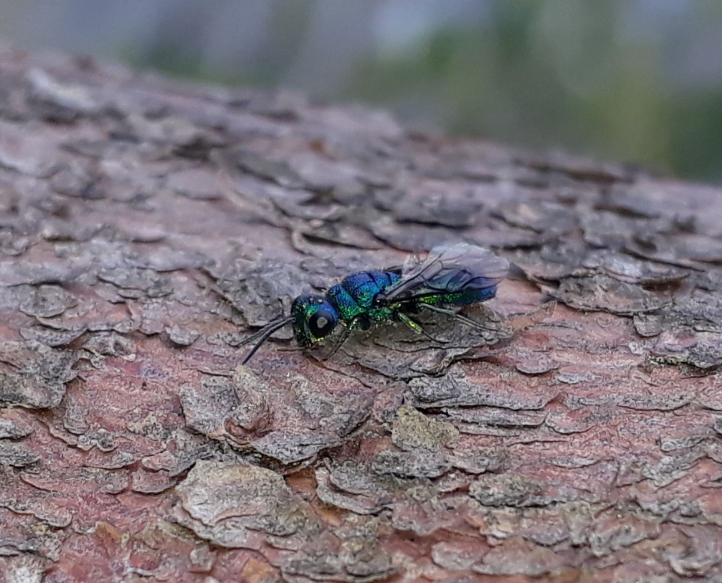 Chrysididae da identificare: Trichrysis cyanea