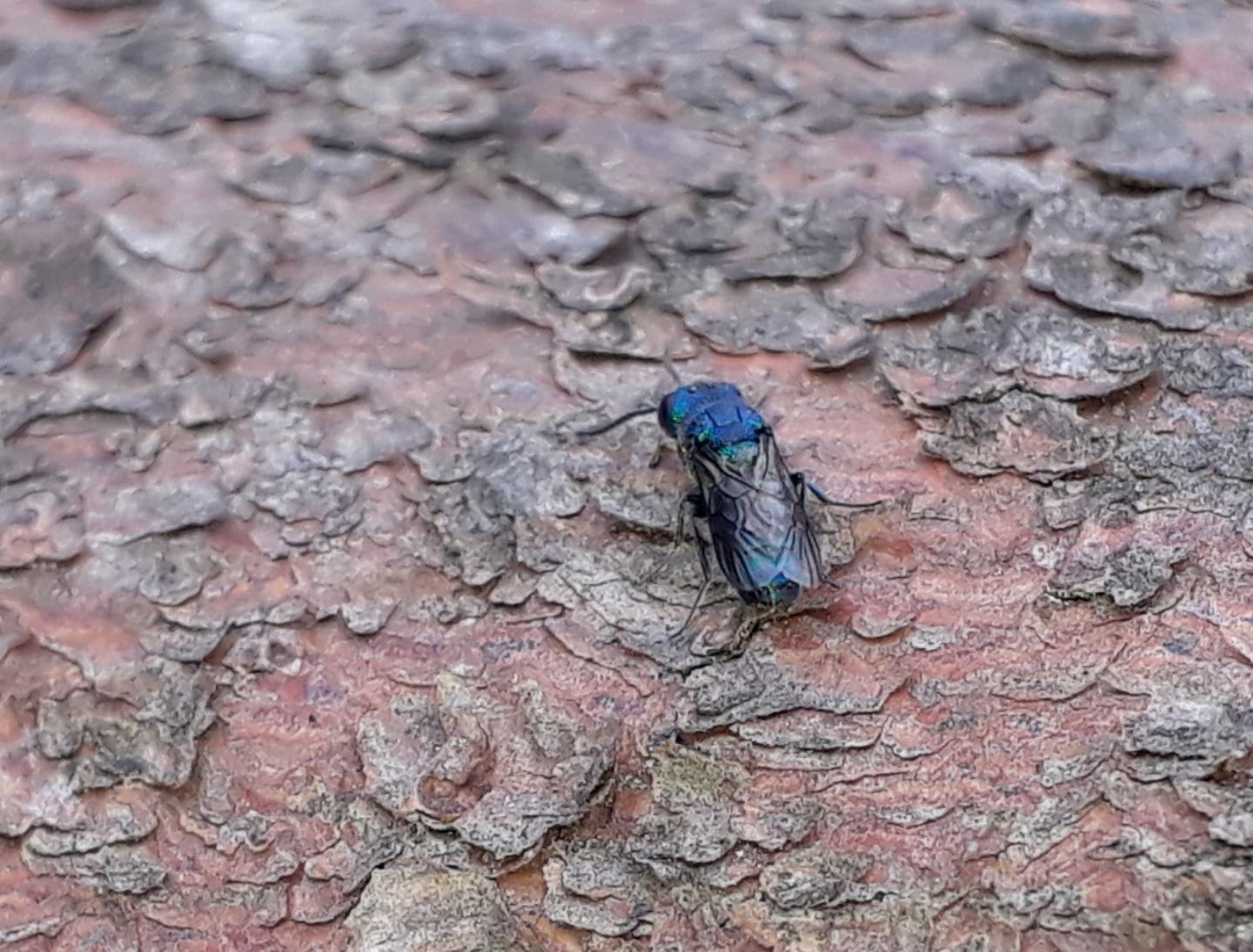 Chrysididae da identificare: Trichrysis cyanea