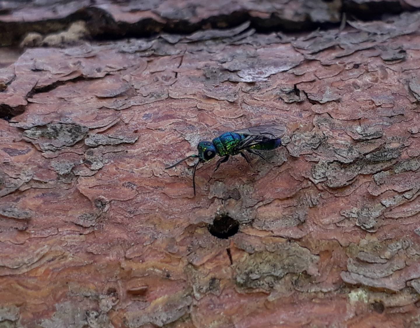 Chrysididae da identificare: Trichrysis cyanea