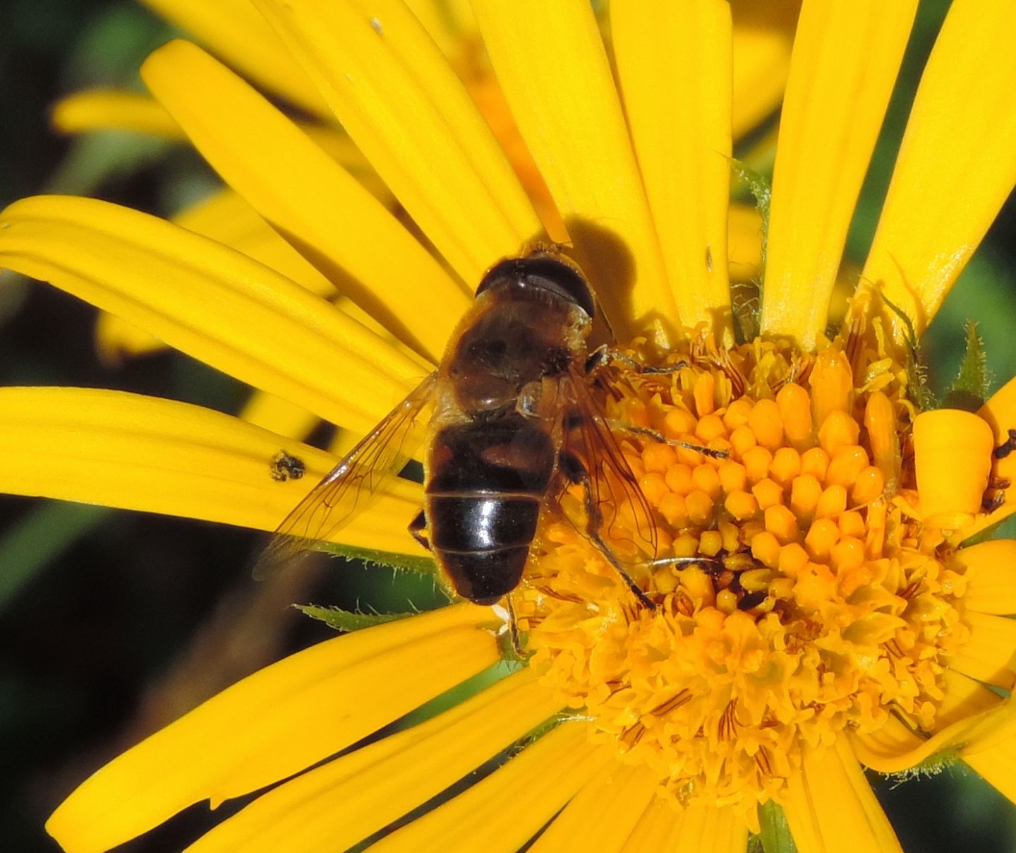 Eristalis da identificare