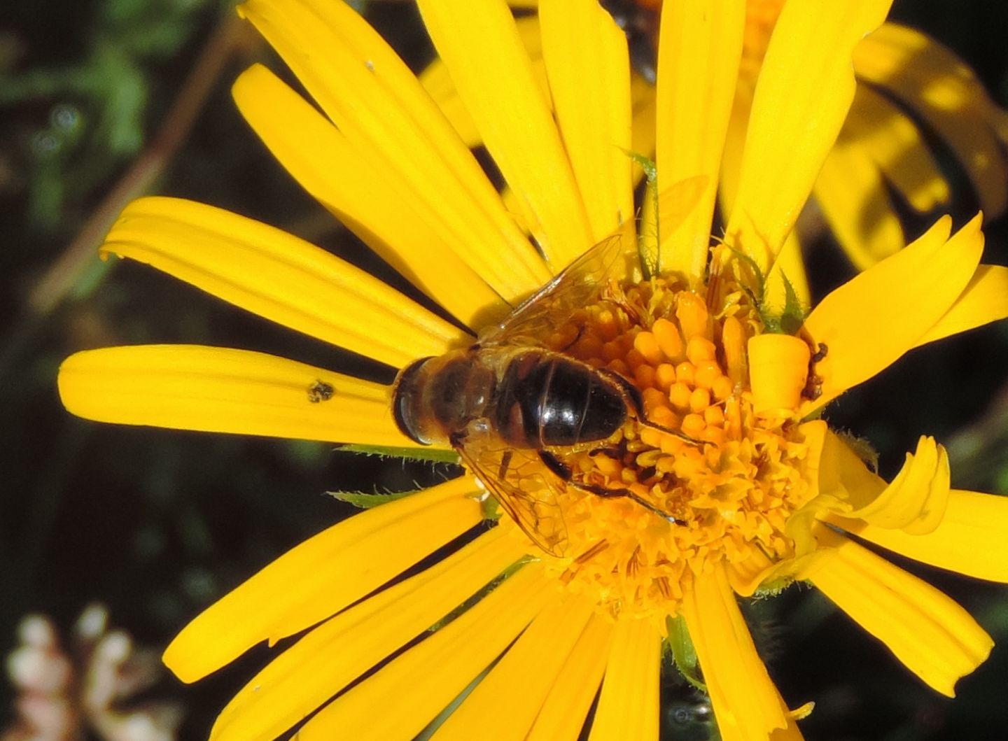 Eristalis da identificare