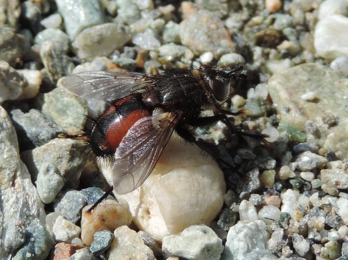 Peleteria rubescens?...  Peleteria sp., maschio