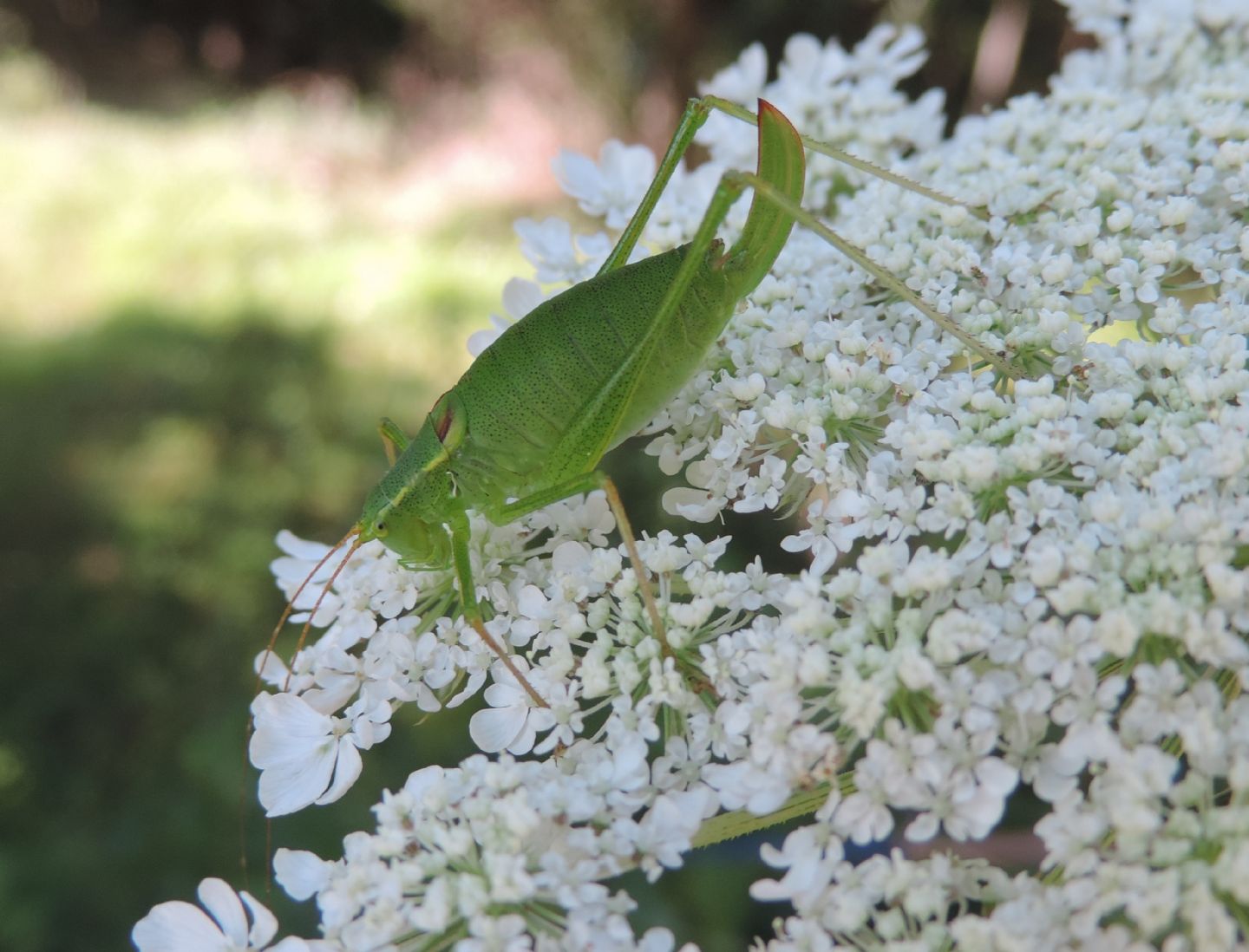 Leptophyes laticauda?  S !