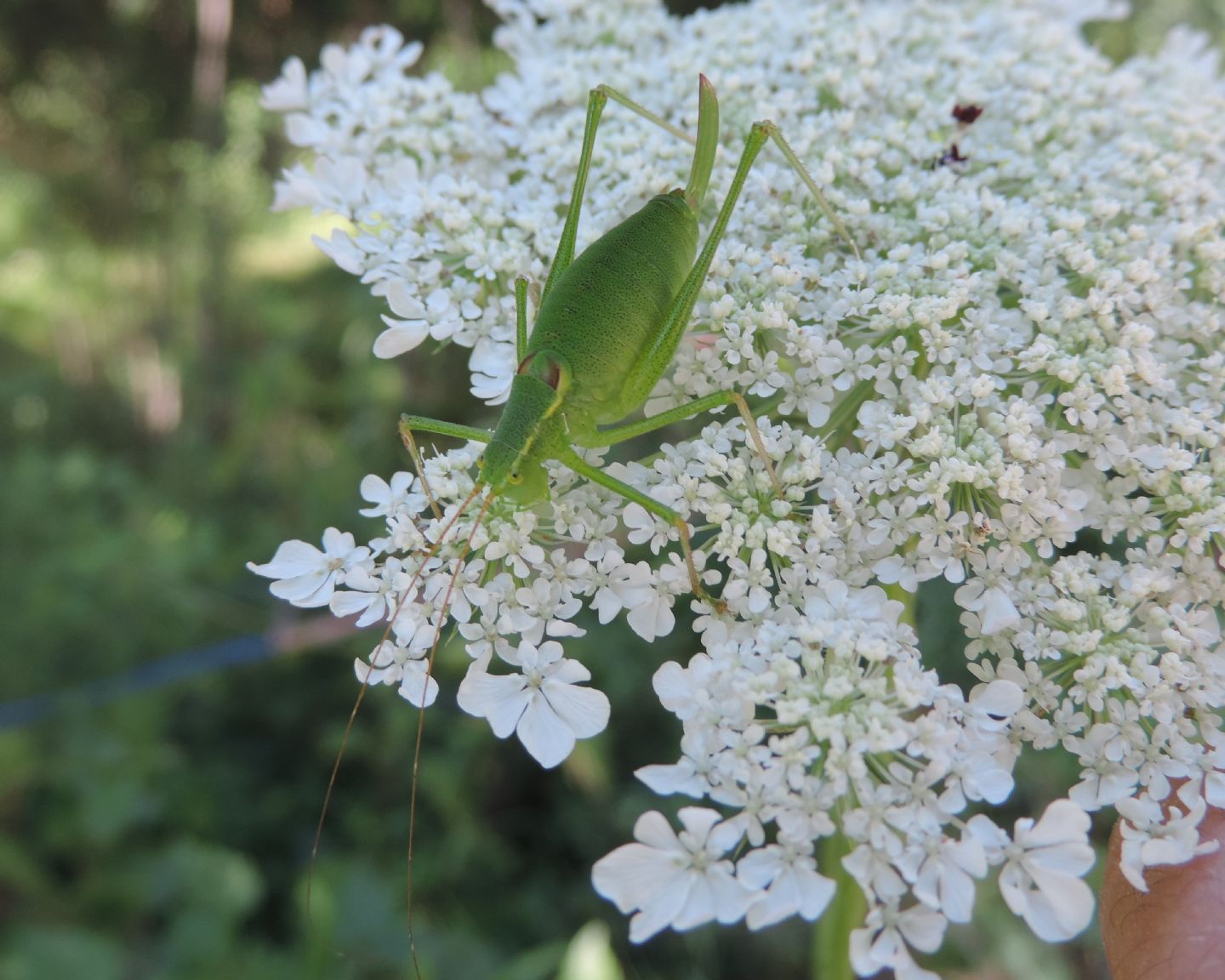 Leptophyes laticauda?  S !