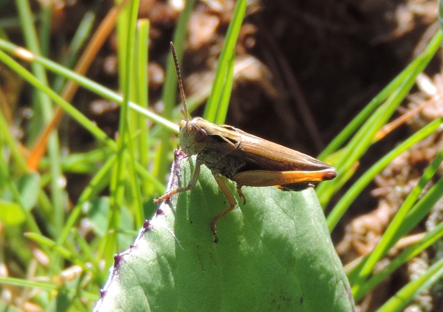 Omocestus viridulus?  S !