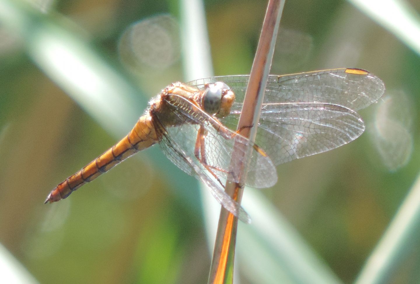 Altro Orthetrum da identificare: Orthetrum coerulescens, femmina