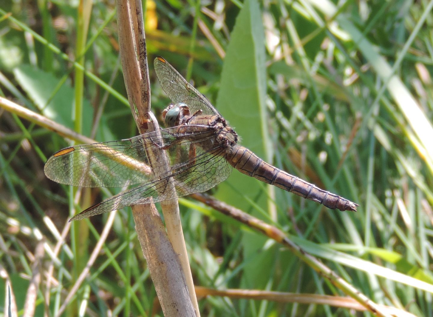 Altro Orthetrum da identificare: Orthetrum coerulescens, femmina