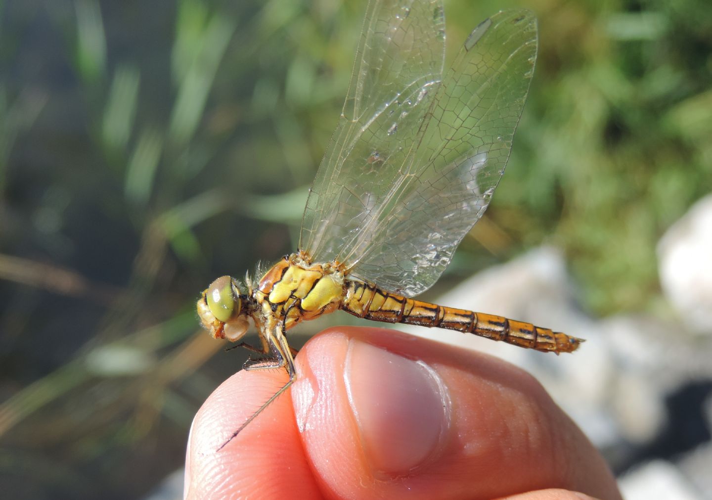 Sympetrum vulgatum? S, femmina