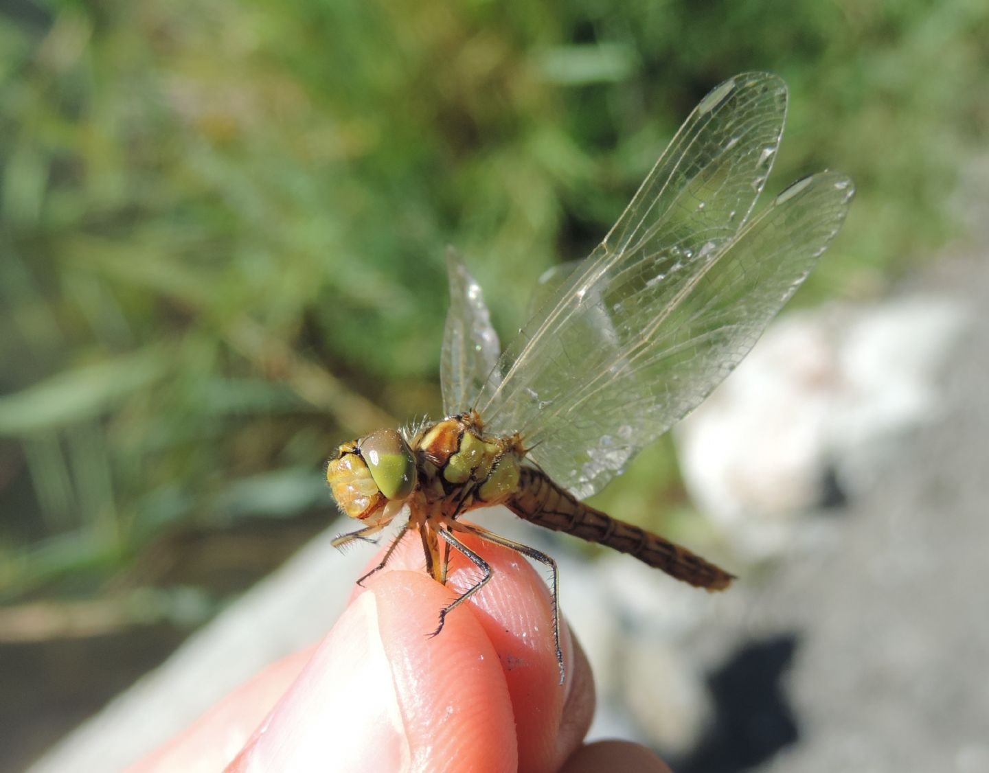 Sympetrum vulgatum? S, femmina