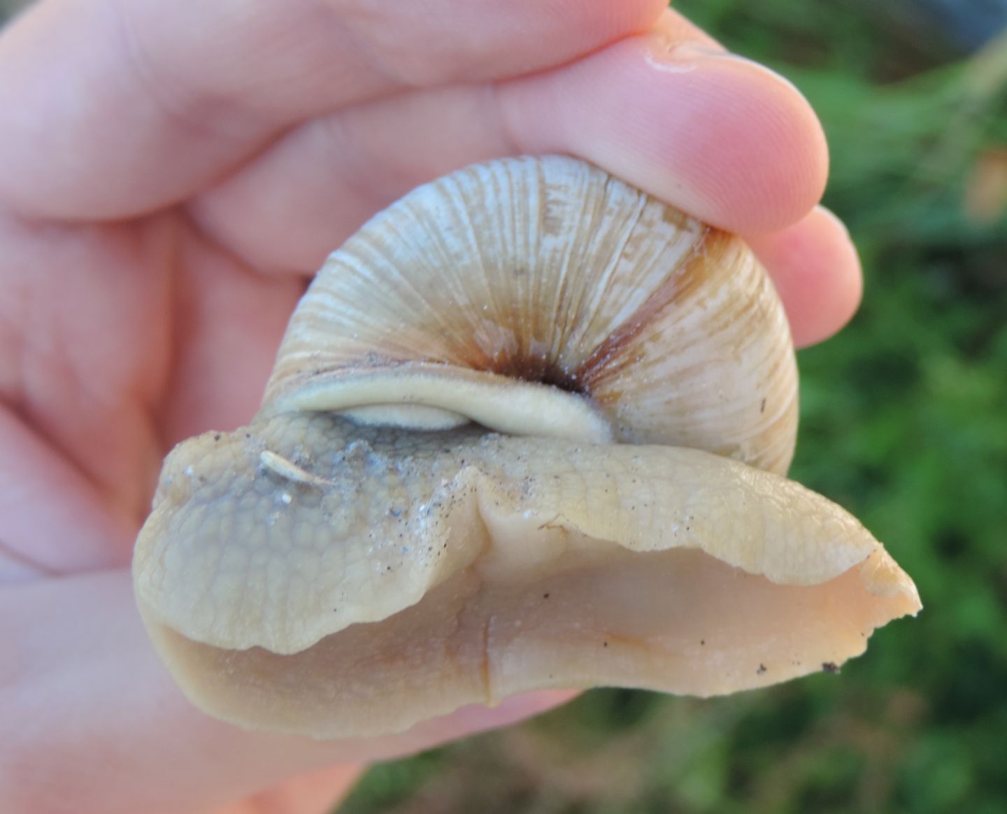 Helix pomatia d''alta quota?