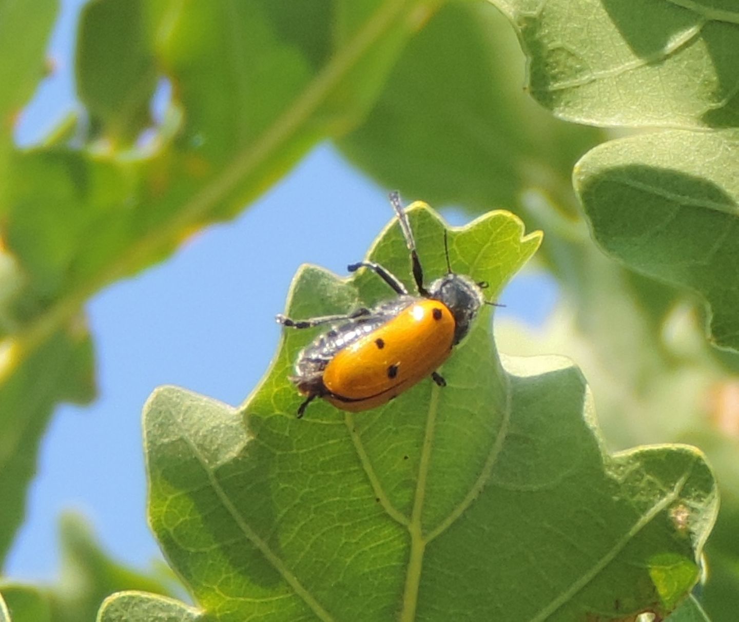 Chrysomelidae: Lachnaia italica? S.