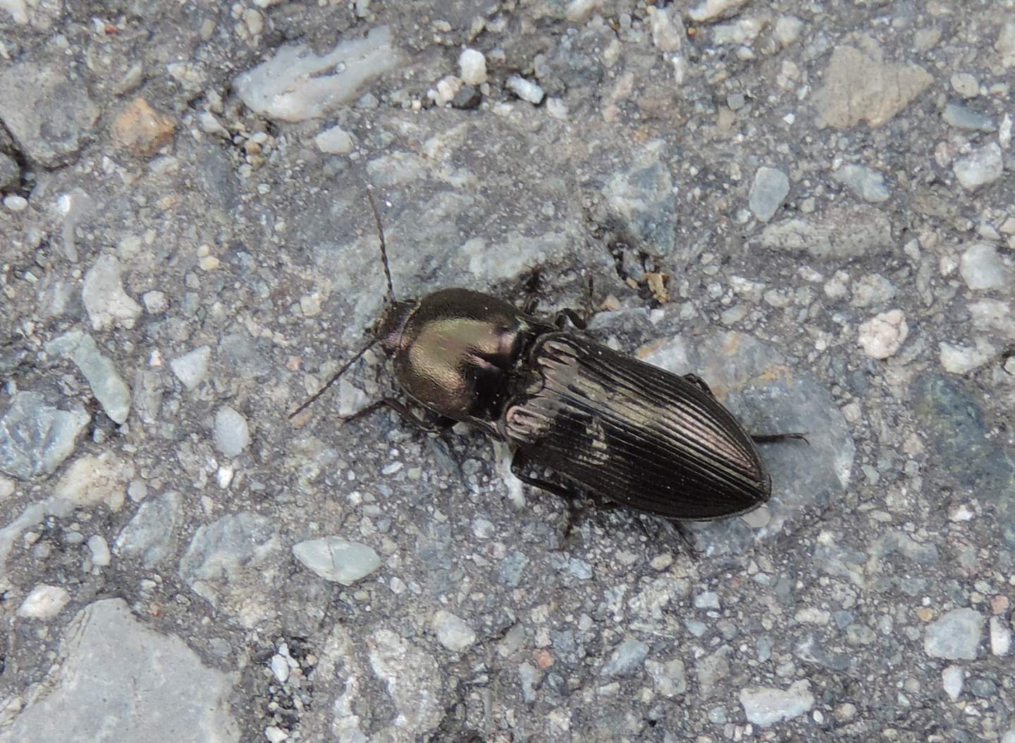 Elateridae: Selatosomus aeneus? Forse sì.