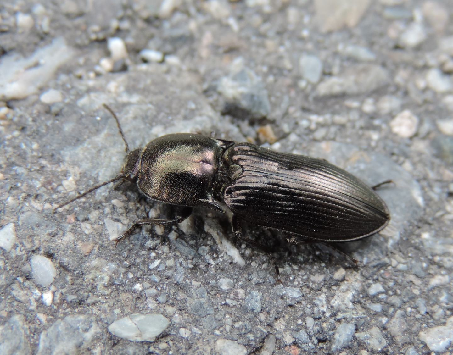Elateridae: Selatosomus aeneus? Forse sì.