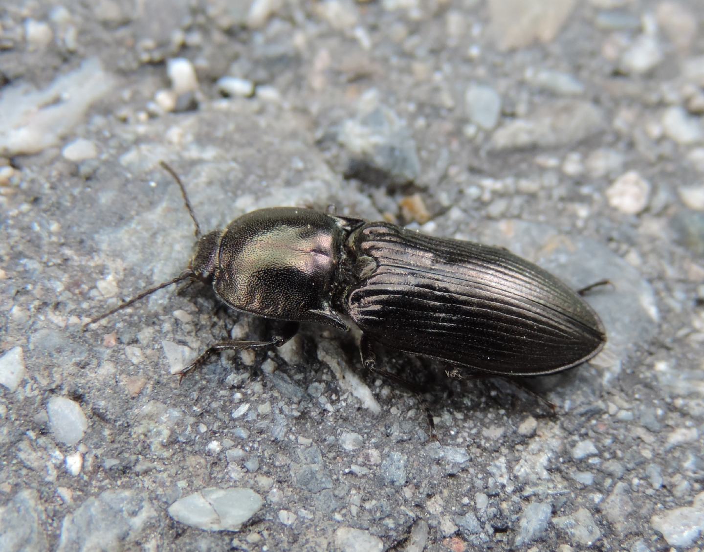 Elateridae: Selatosomus aeneus? Forse s.