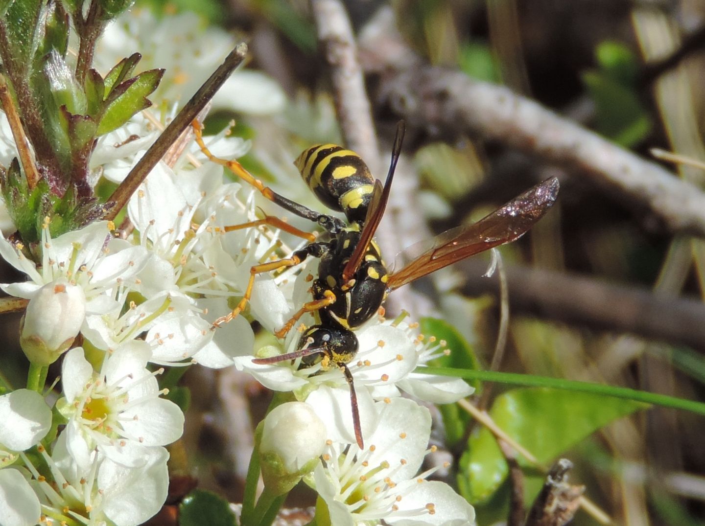 Polistes sp.  (forse P.nimpha)