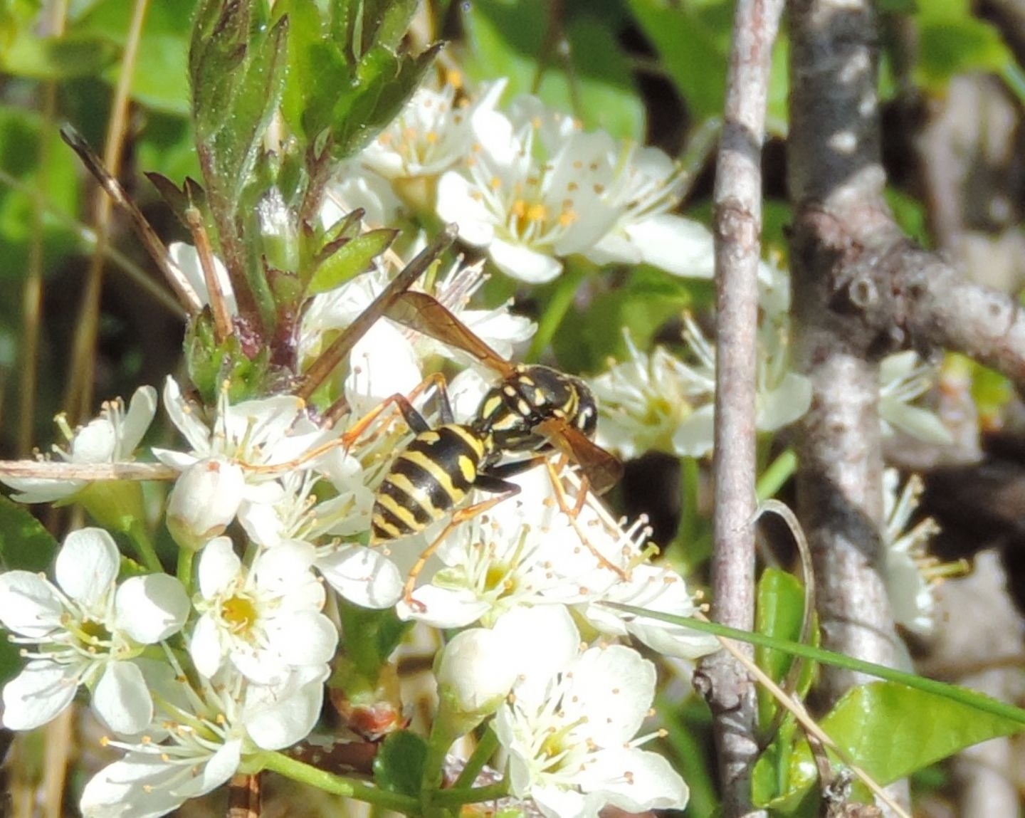 Polistes sp.  (forse P.nimpha)