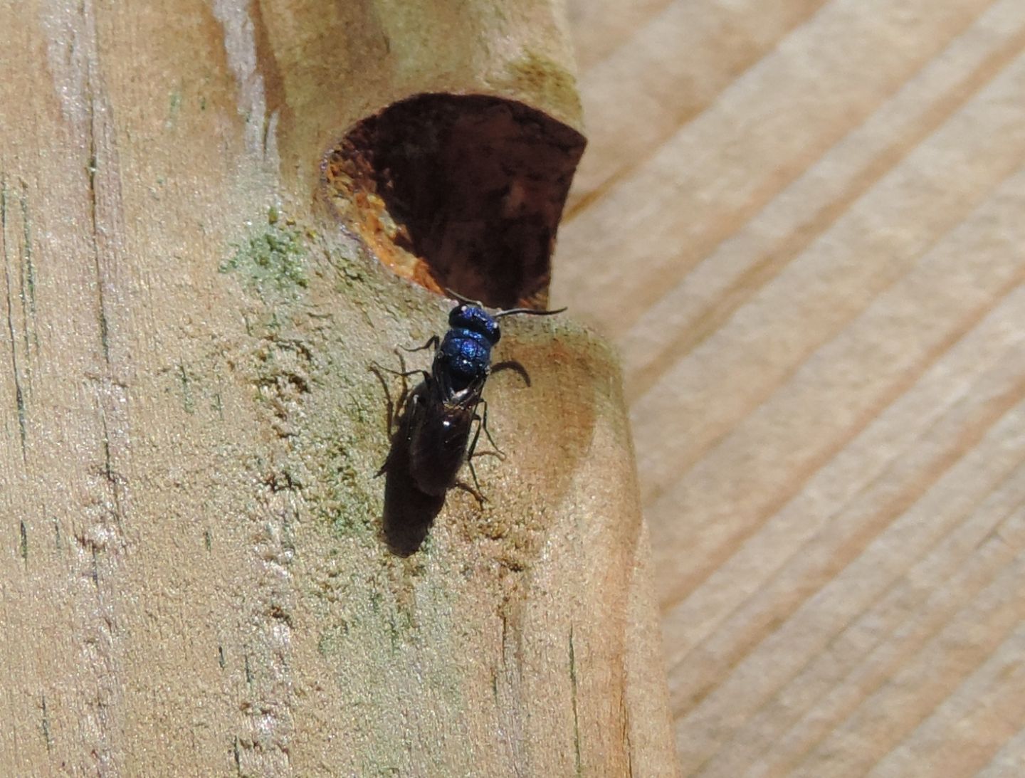 Chrysididae da identificare