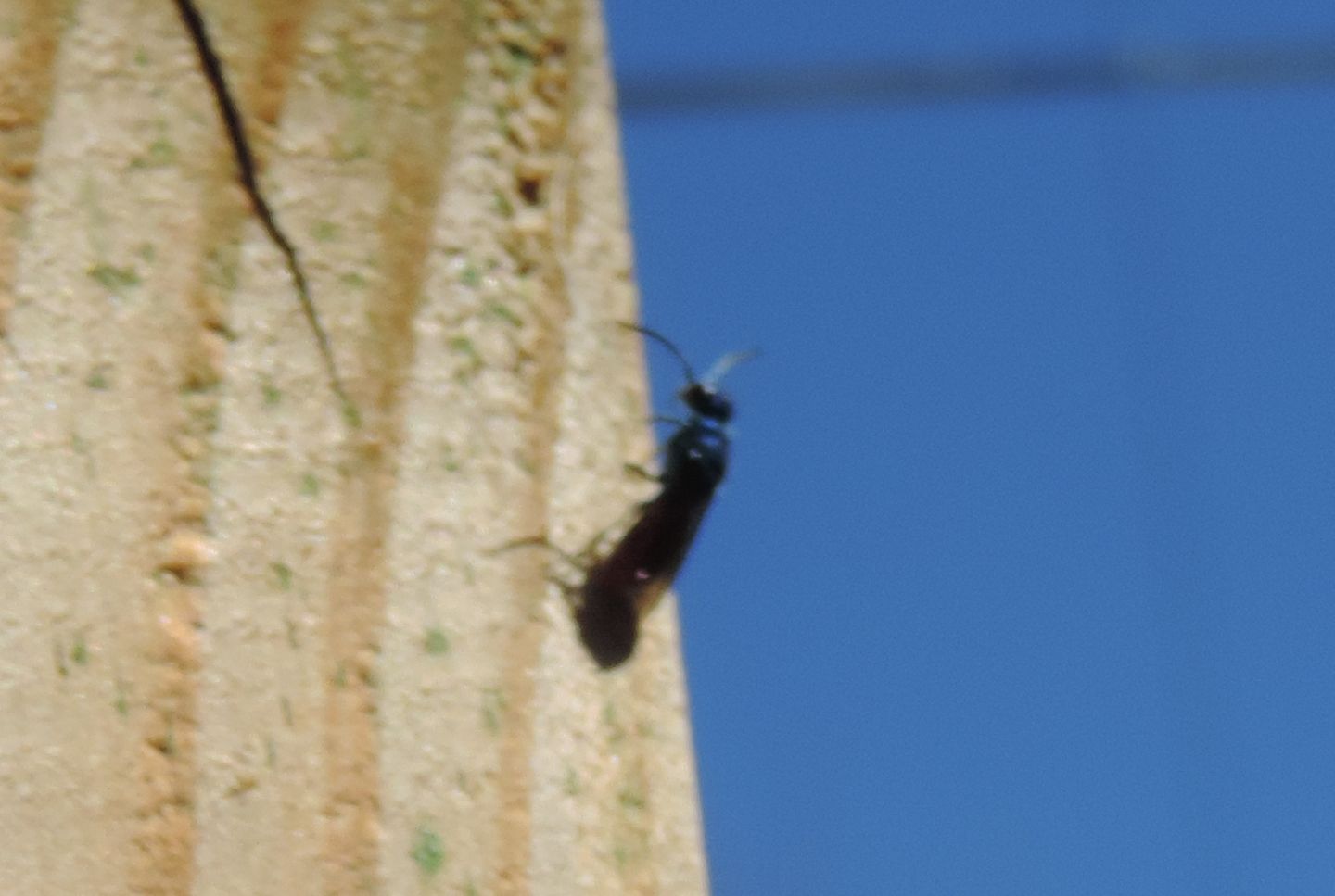 Chrysididae da identificare