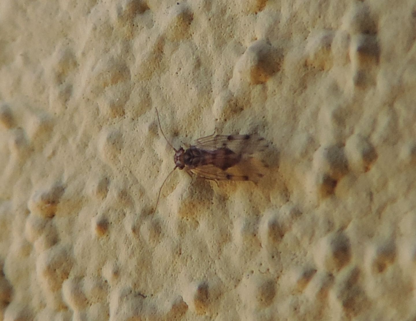 Ectopsocus petersi?