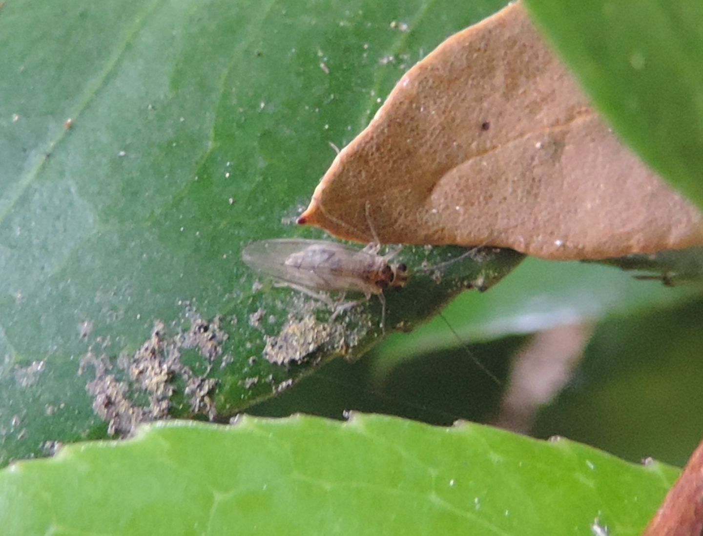 Valenzuela flavidus?