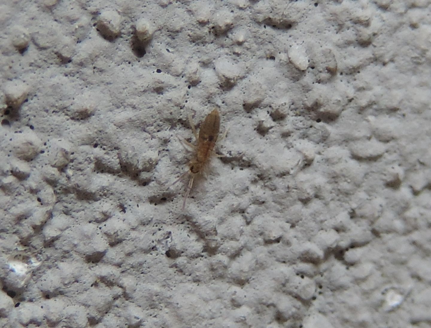 Entomobryidae?