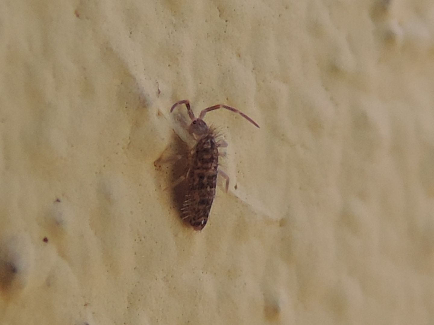 Orchesella?