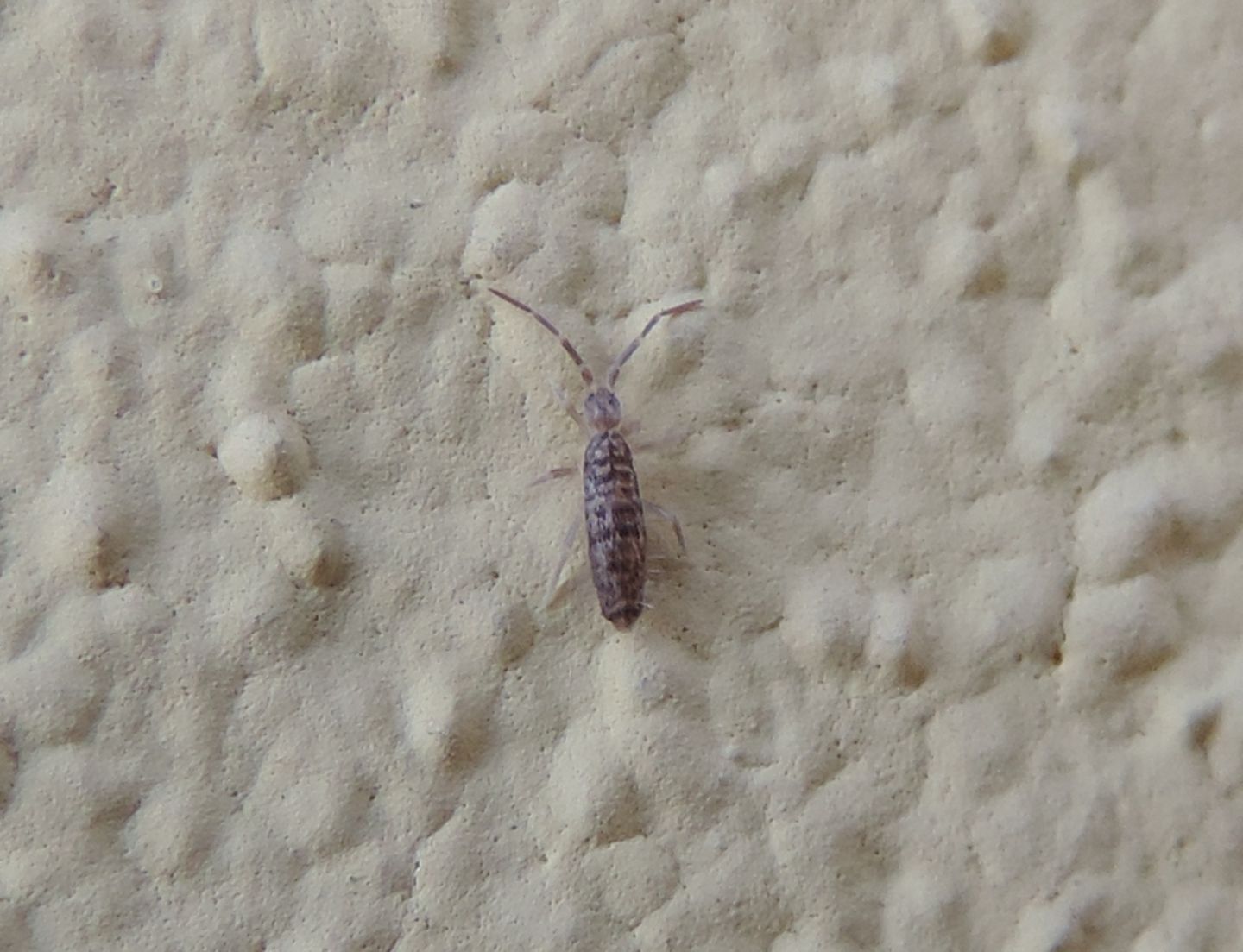 Orchesella?