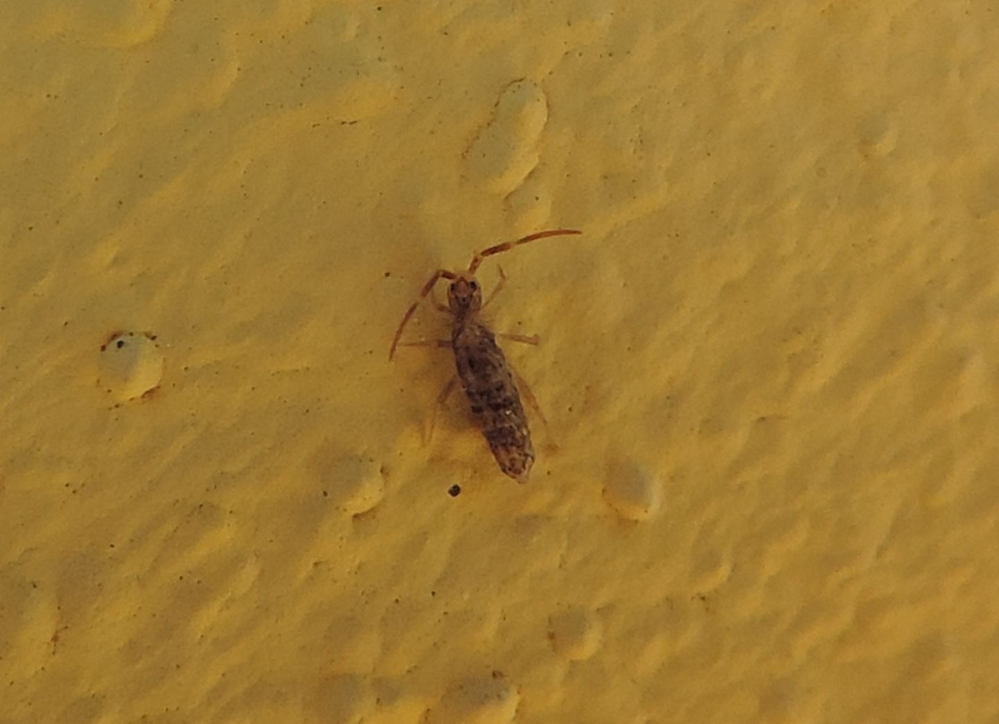 Collemboli?  S, Entomobryidae sp.