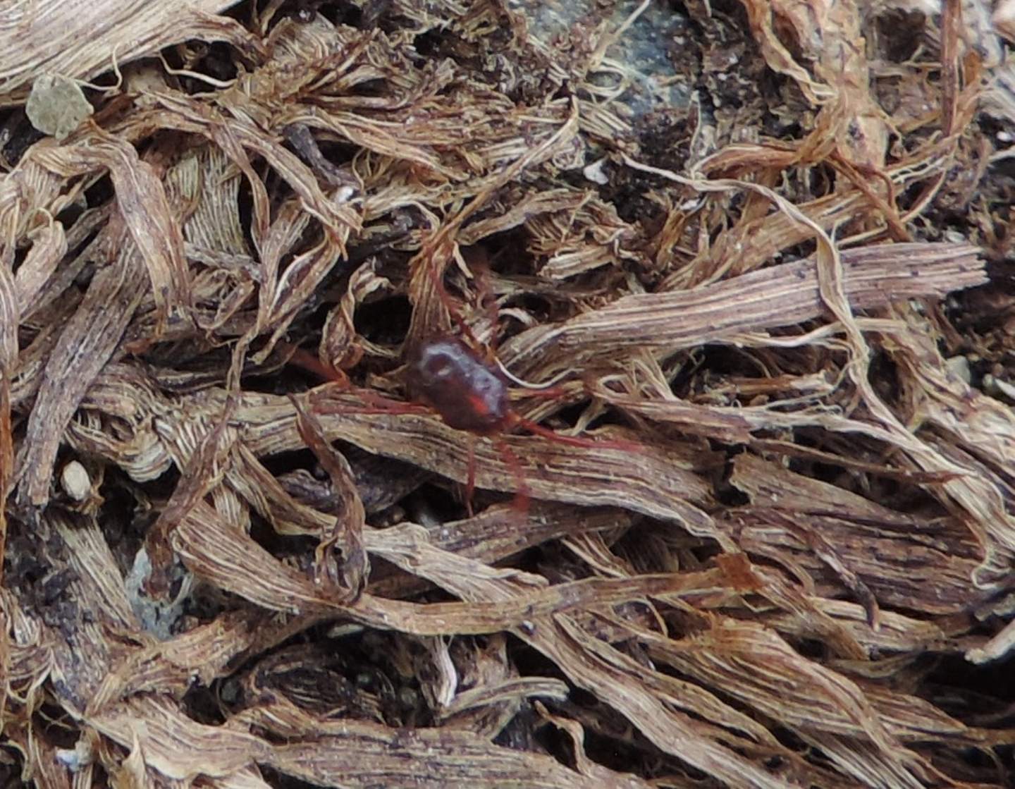 Erythraeus sp.?  S !