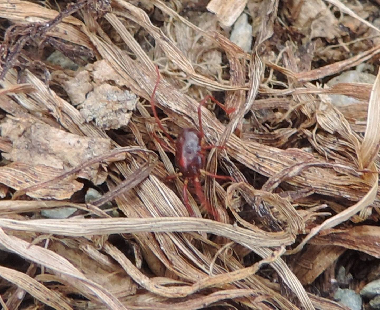 Erythraeus sp.?  S !