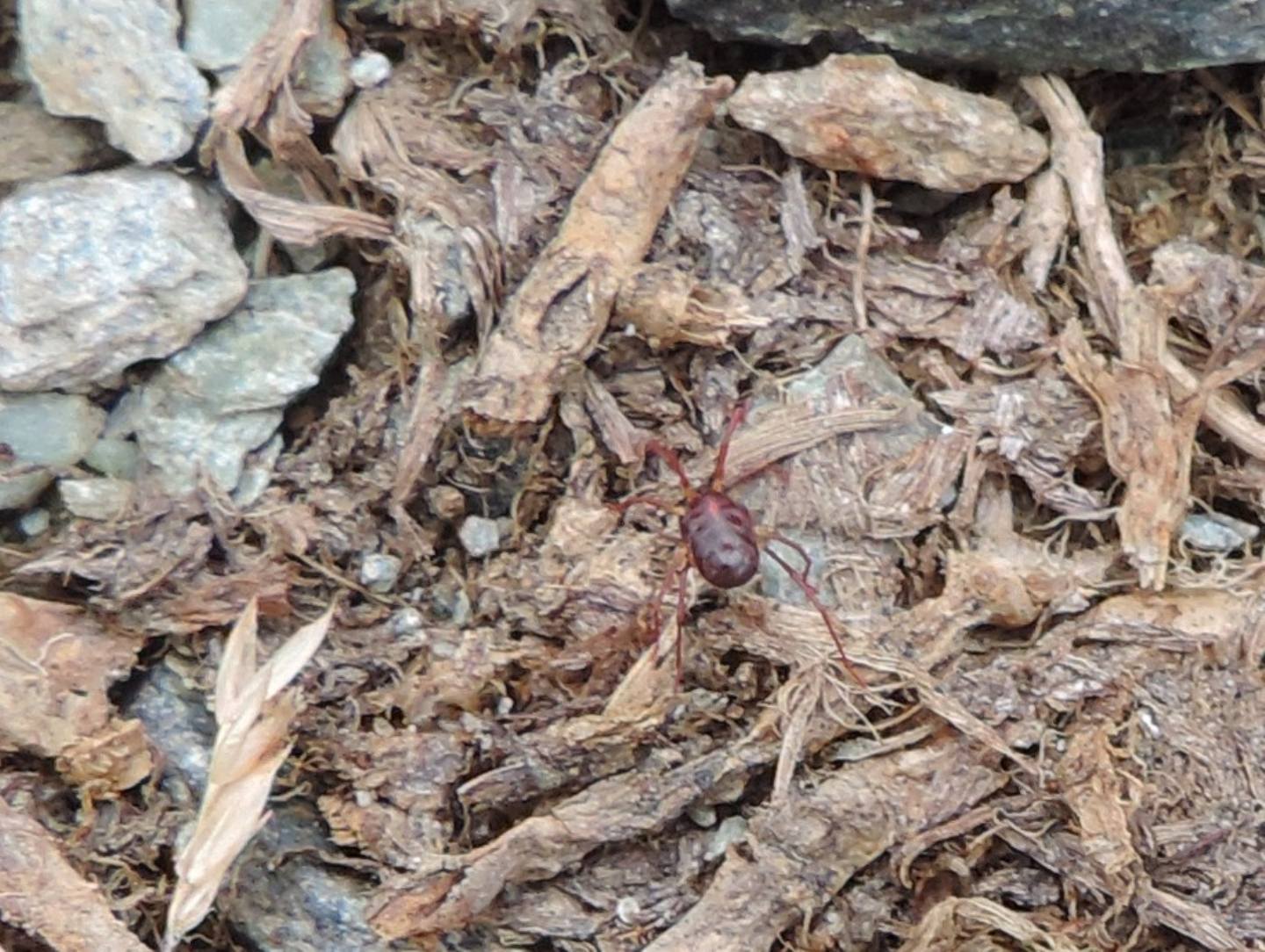 Erythraeus sp.?  S !