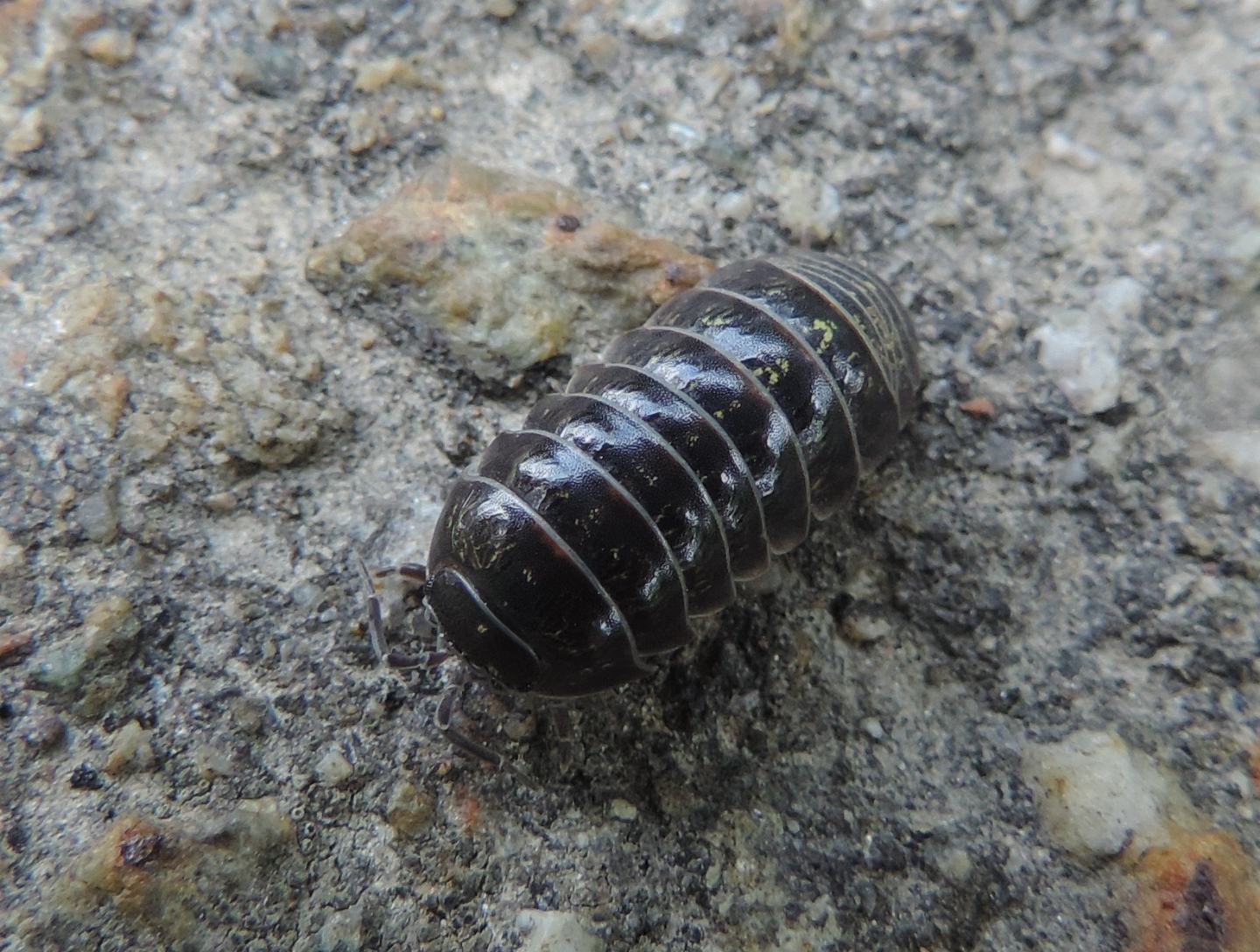 Armadillidium depressum?  Armadillidium cfr. vulgare