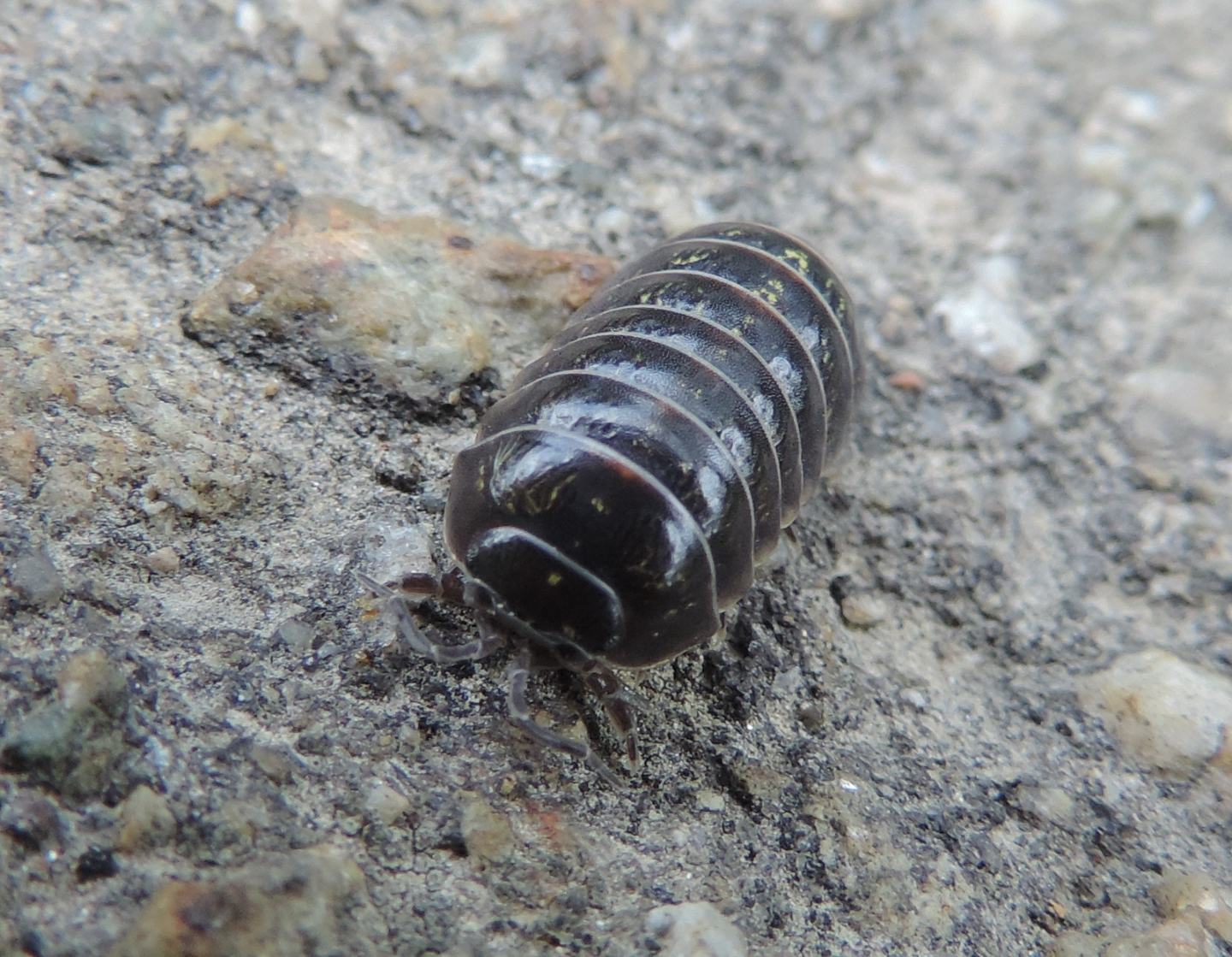 Armadillidium depressum?  Armadillidium cfr. vulgare