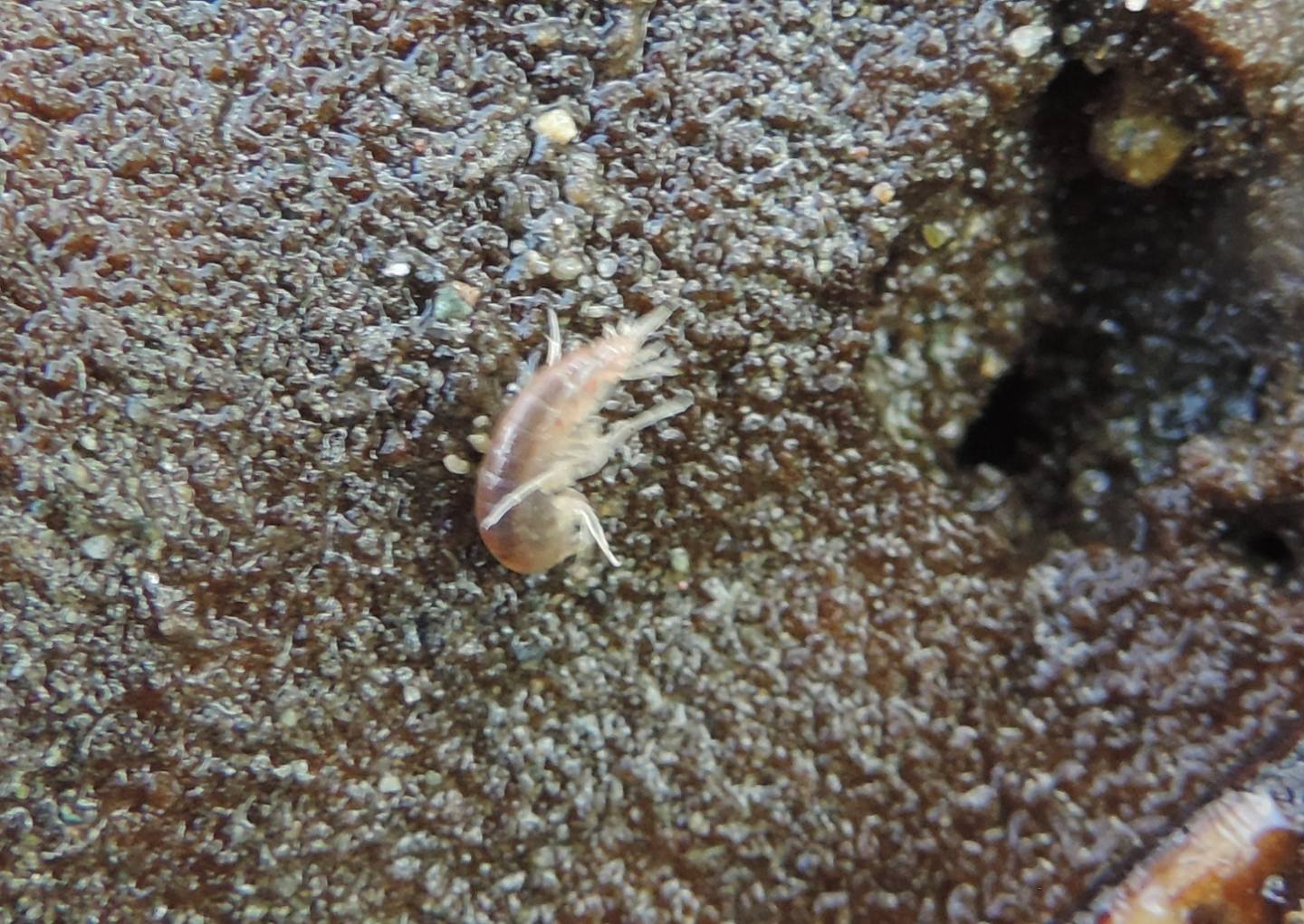 Echinogammarus stammeri?