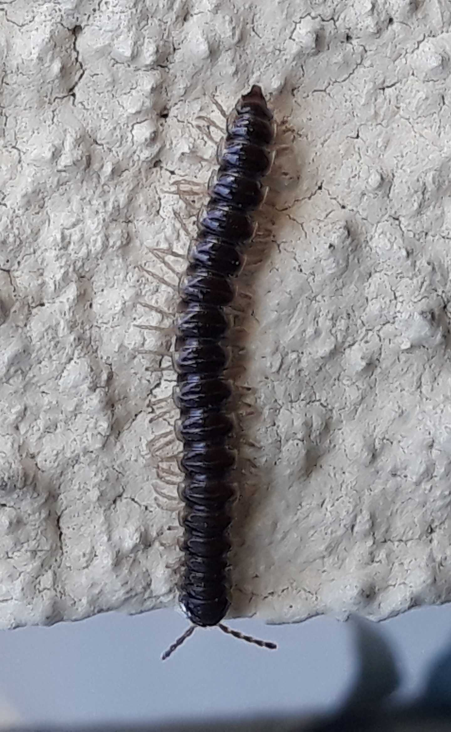 Oxidus gracilis?